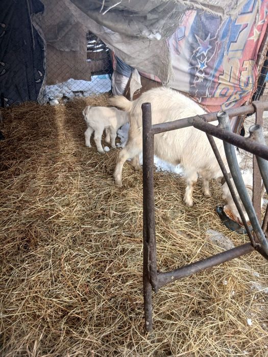 De Vânzare 6 capre și on ied 5 sunt gestante și una are ied