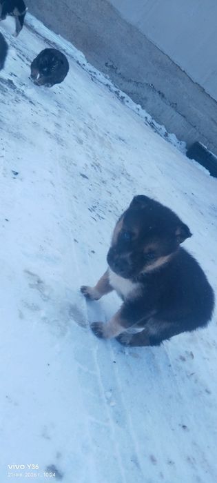 Лайка  кушиктери