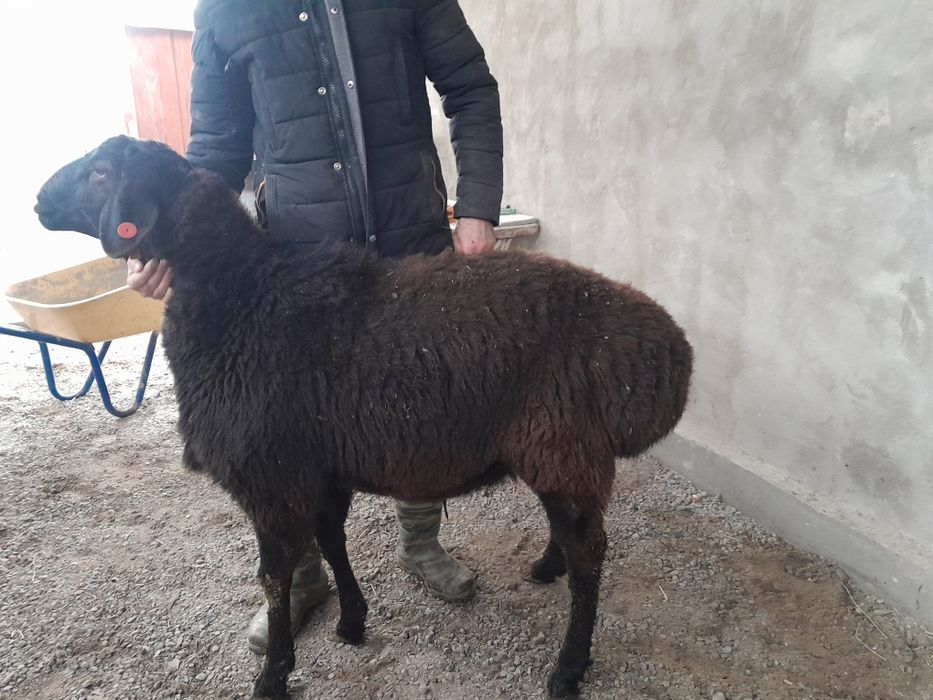 Токты кошкар сатылады