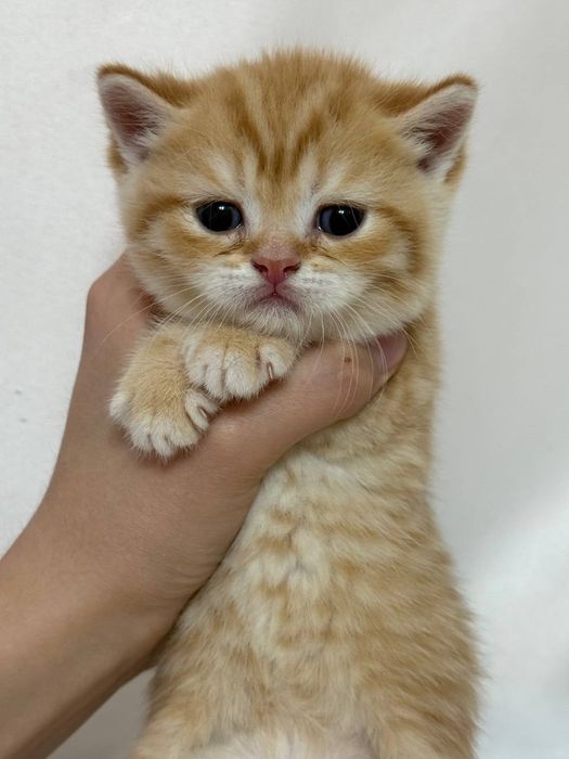 Девочка скоттиш фолд золотая шиншилла