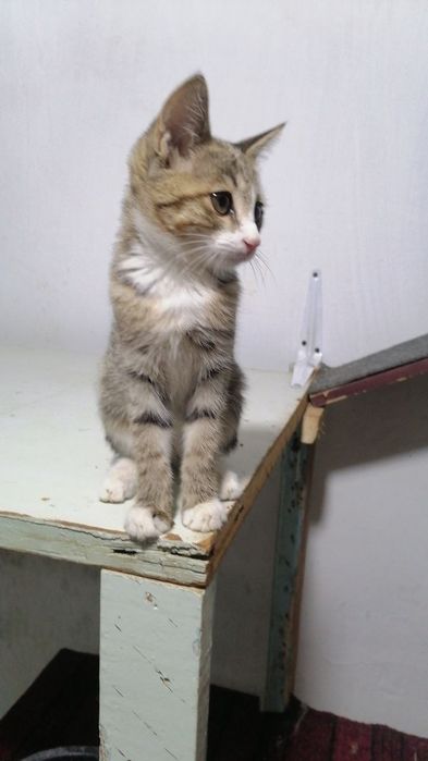 Пристройство животных
