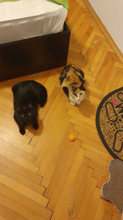 Приемен / постоянен Дом за Черна принцеса