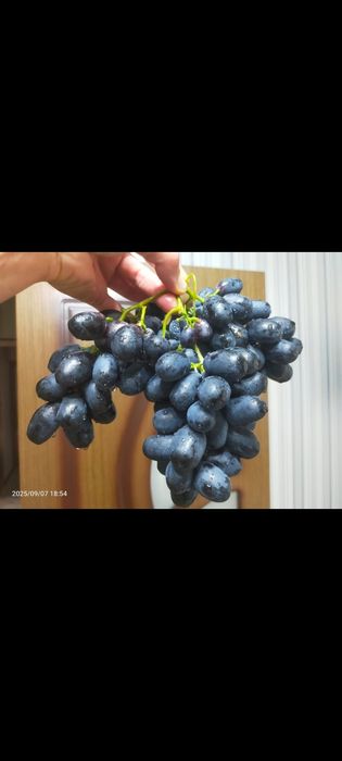 Саженцы винограда