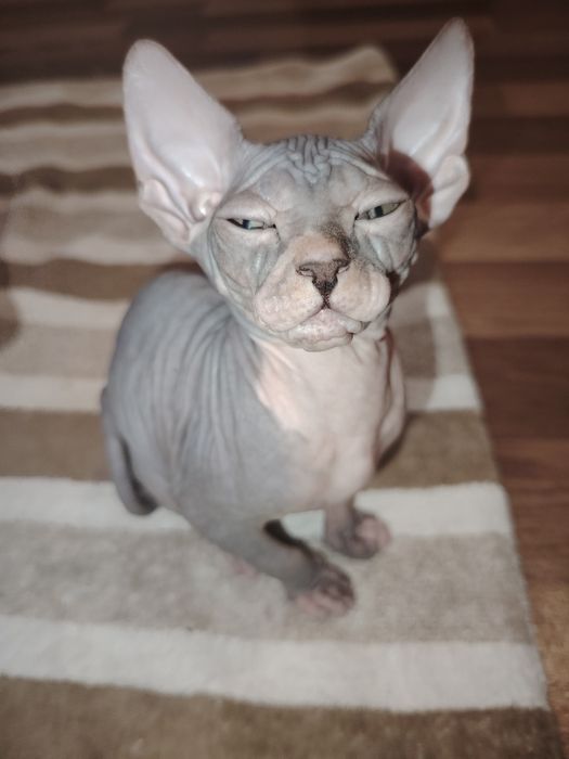 Котенок  канадский сфинкс, девочка