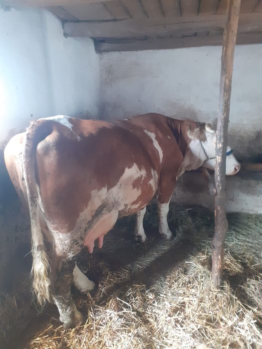 Vînd vacă tânără cu lapte