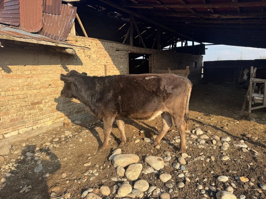 Семіз Сиырлар сатылады,тұқымы жақсы 3-бас