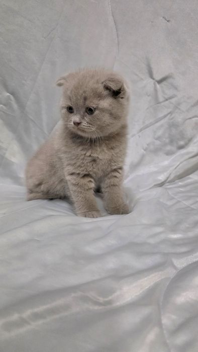 Шотландские лиловые котятки