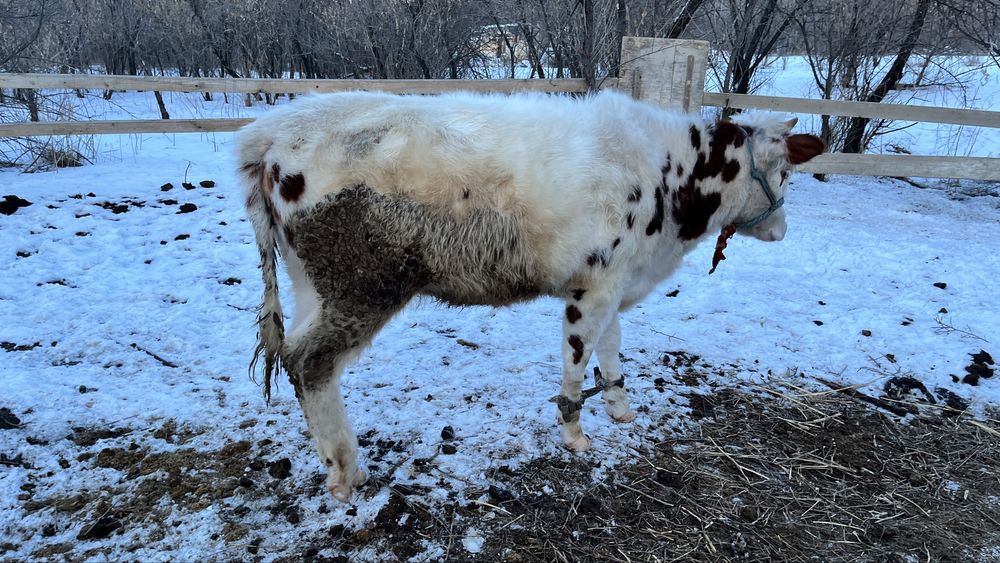 Тайынша сатылады 1 жасар етті