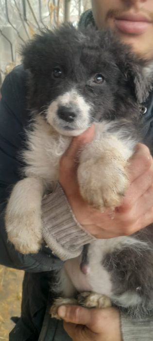 Щенята в добрые руки