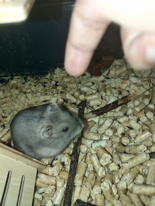 Прадам хомяка за 500тг