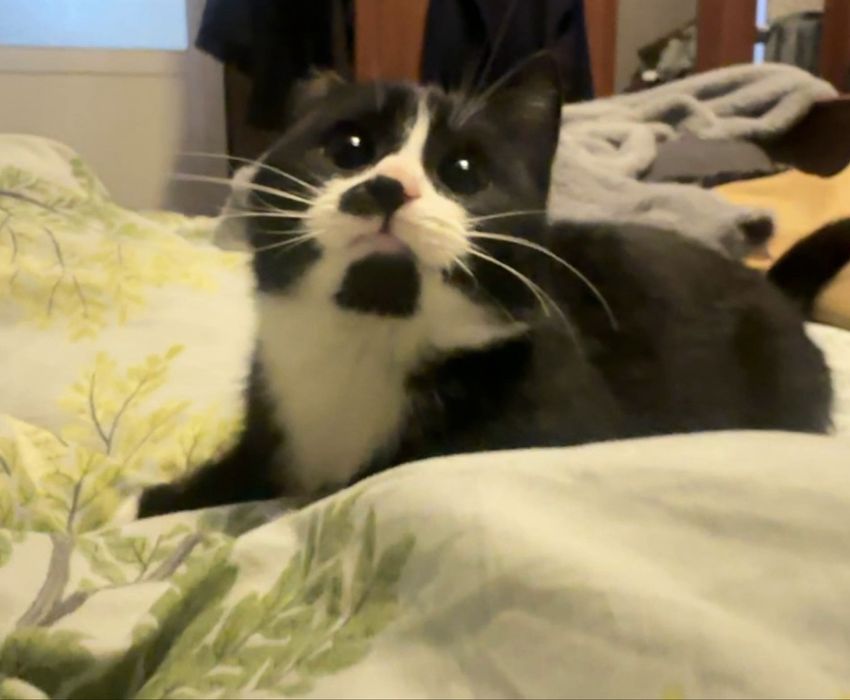 Кошка в поиске любящей семьи