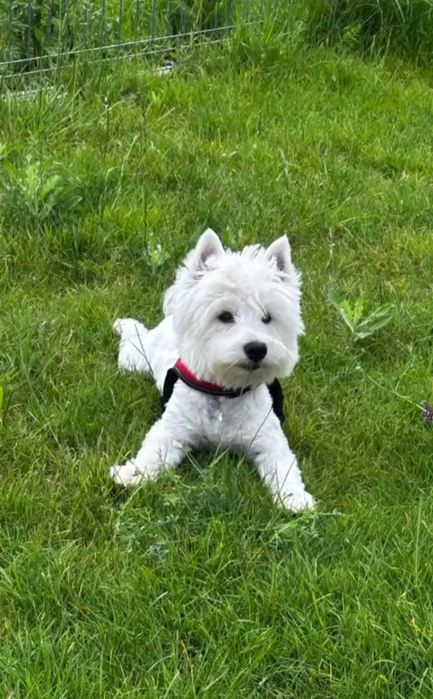 Westie , West Highland White Terrier