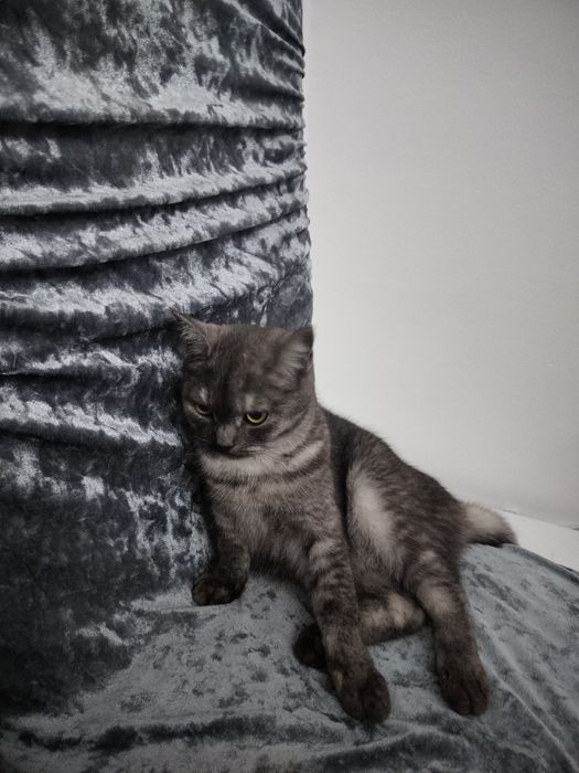 Отдам хорошие руки котёнка