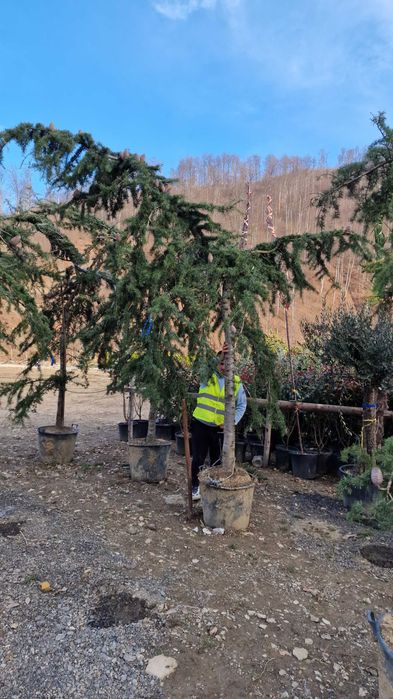 Cedru Pendula (Cedrus Deodora Pendula)