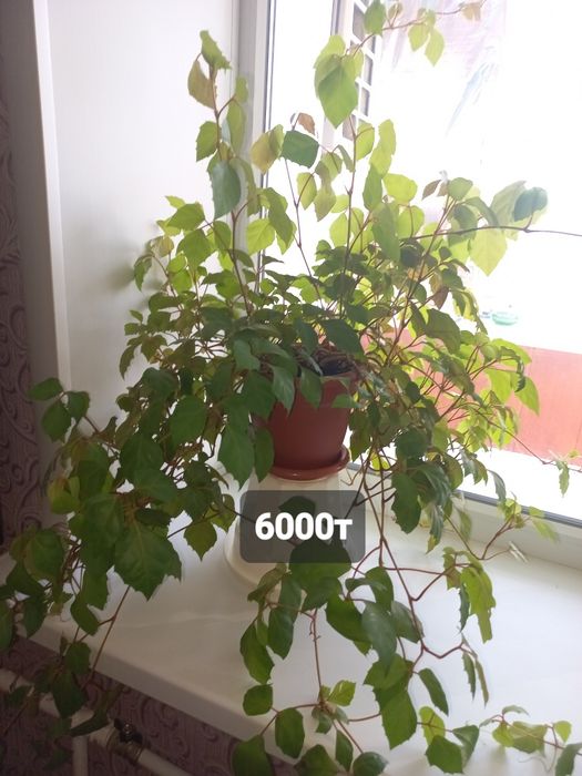 Цветы комнатные .