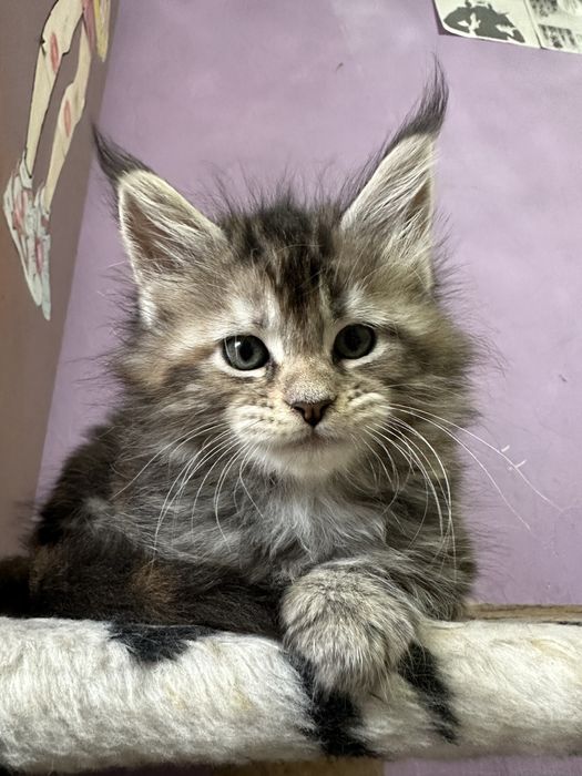 Котята Мейнкуны полидакты