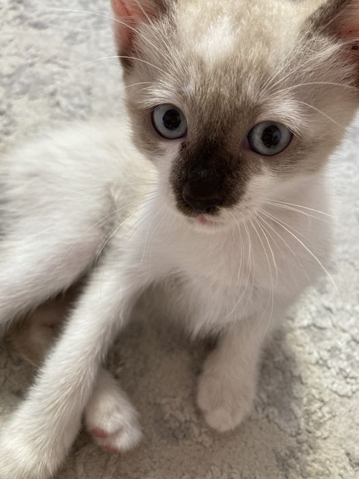 котёнка, 2 мес, девочка