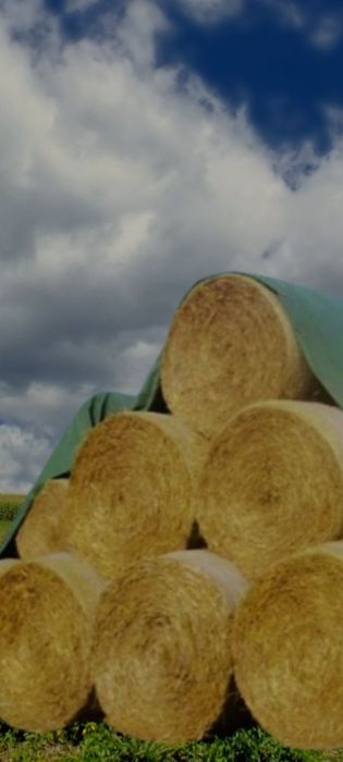 Baloti de paie de vânzare