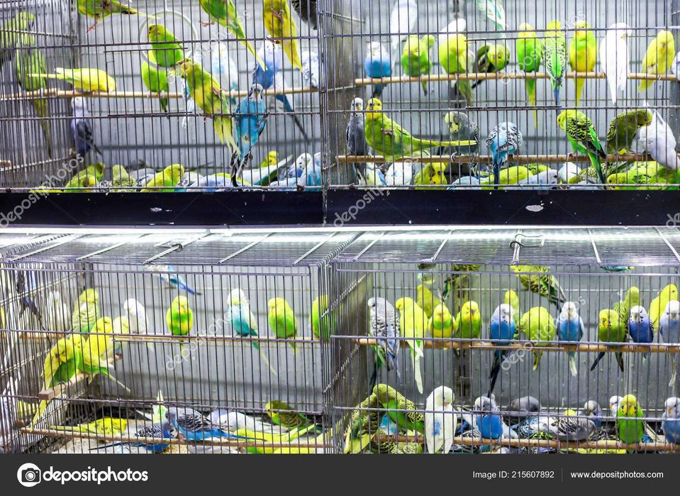 Продаётся попугай волнистые