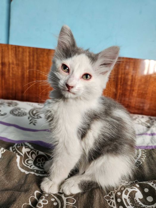 Отдам котенка-мальчика