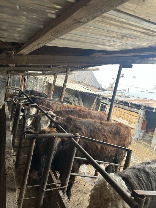 Срочно Продам Бычки Узынагаш