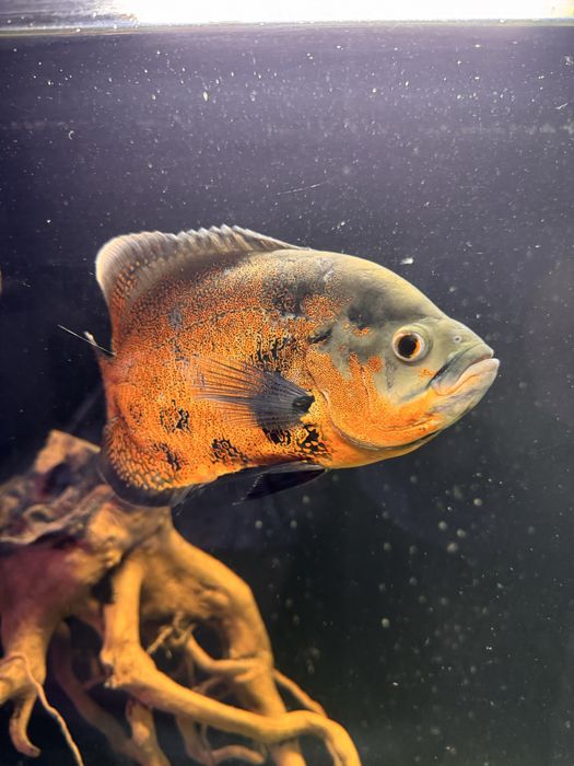 Астронотус пара.