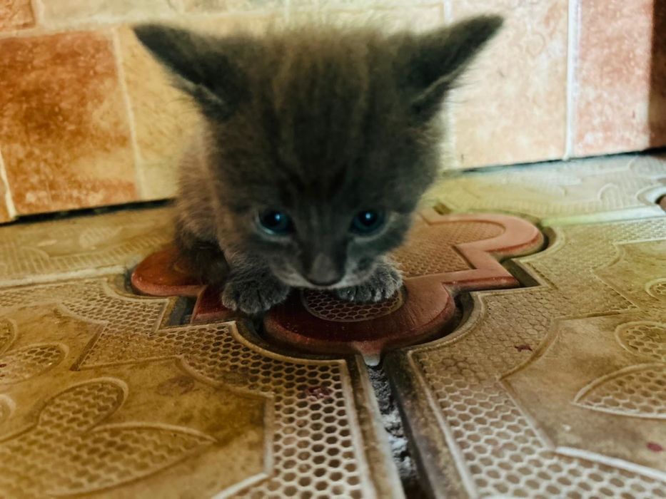 Отдам котят в хорошие в добрые руки