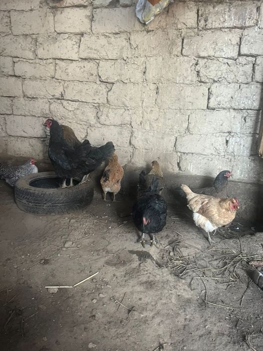 Куры домашние куры