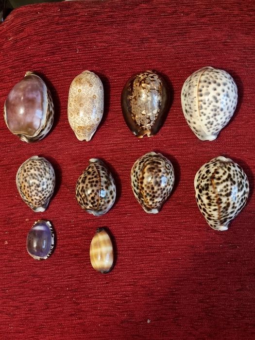 Colectie de scoici specia Cypraea tigris( Ghiocul de tigru) 10 piese
