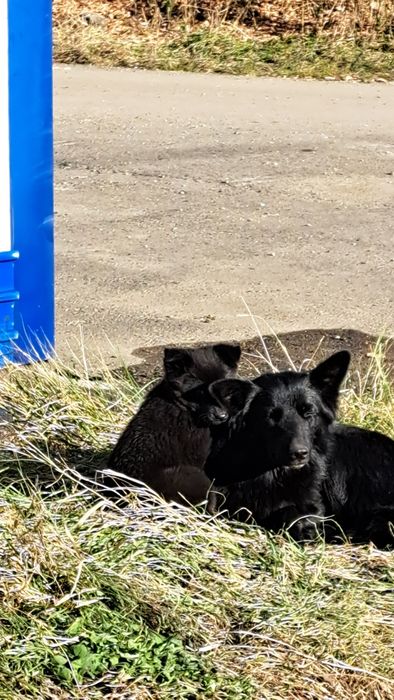 Малыши ищут себе дом