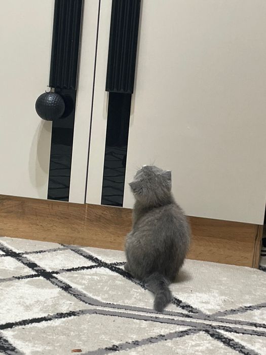 Scotish 3 oylik soglom pshak 800 ming  som jinsi qiz 99,669,77,10