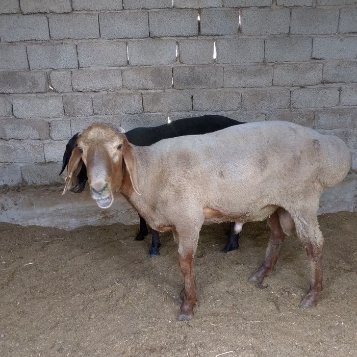 Qochqor sotiladi