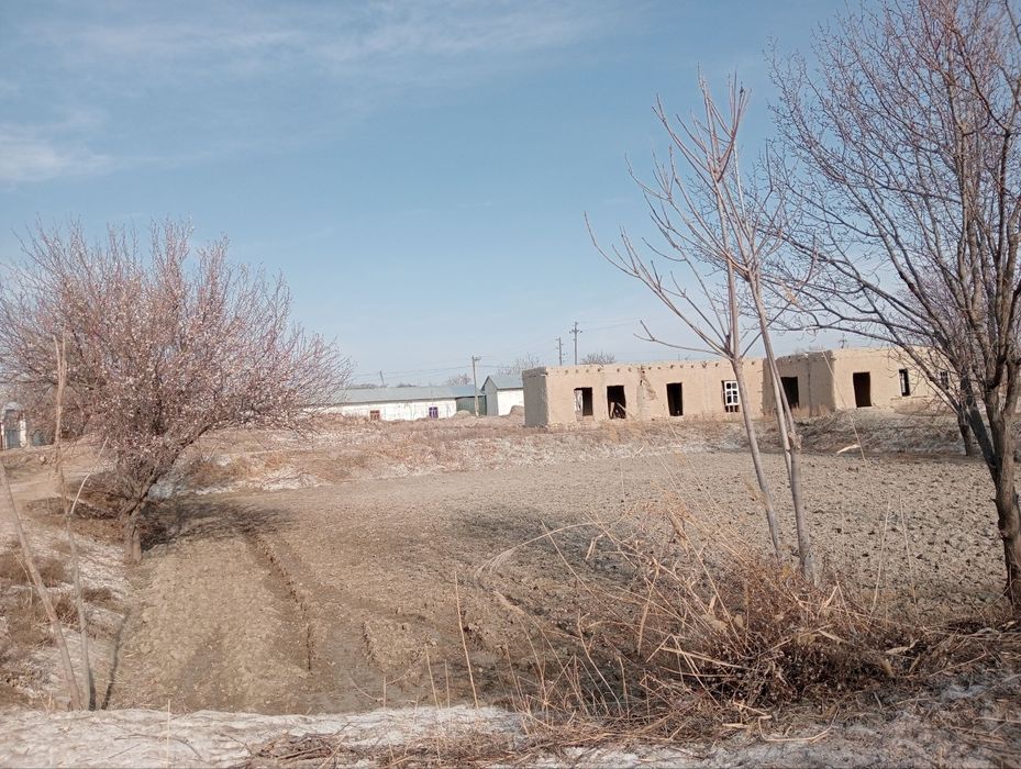 25 sotix Shofirkon Sug'utda