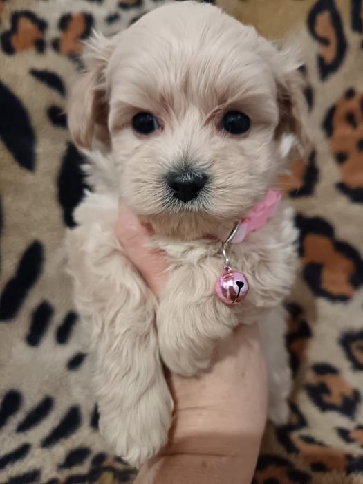 Мальтипу щенки мальчики