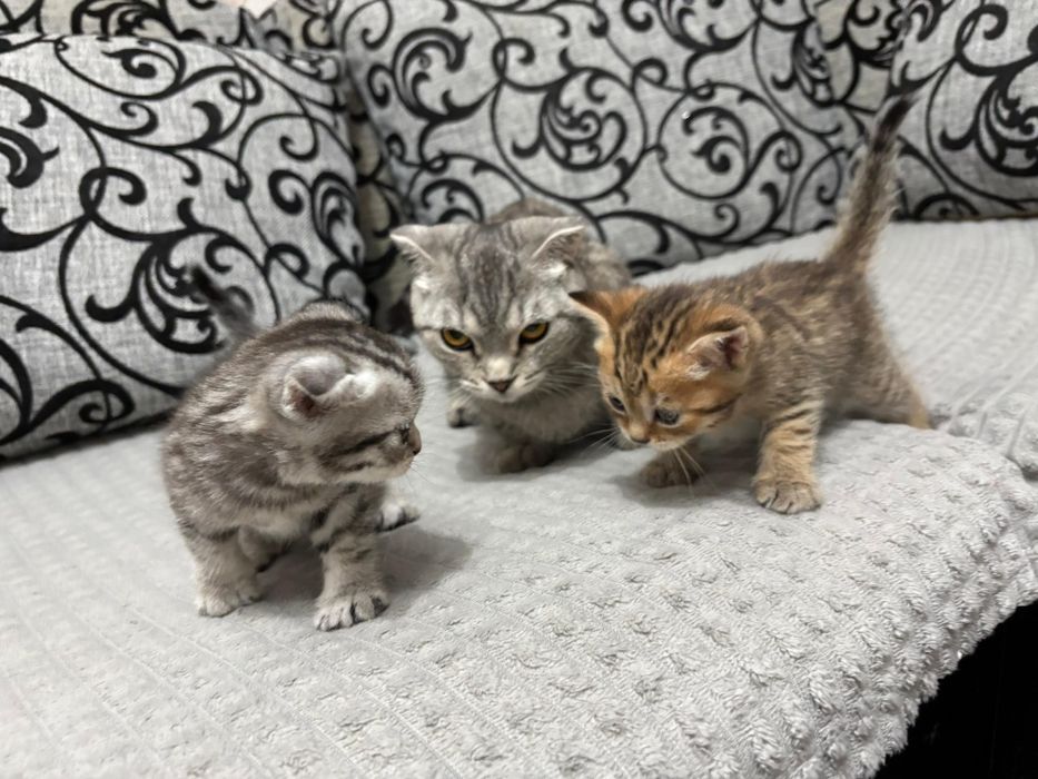 Вислоухий шотландец