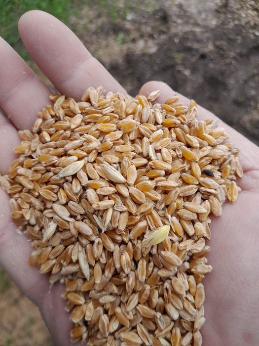 Ячмень.Платный чат!Все корма.