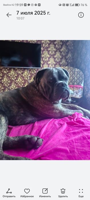 Нужна  девочка  для вязки Кане Корсо