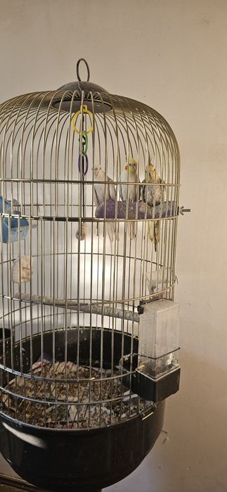 Papagali Nimfe cu colivie mare