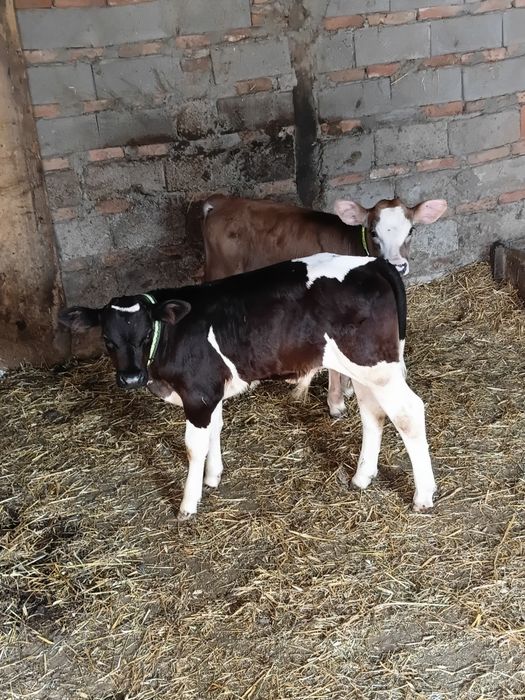 Vand 2 vitei baltati