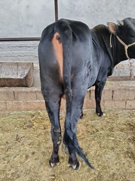2 ta buqa sotiladi yoshdan oshgan
