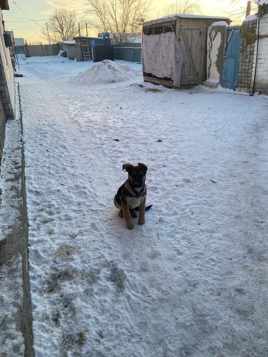 Щенки 3 мес. Девочки , мальчики