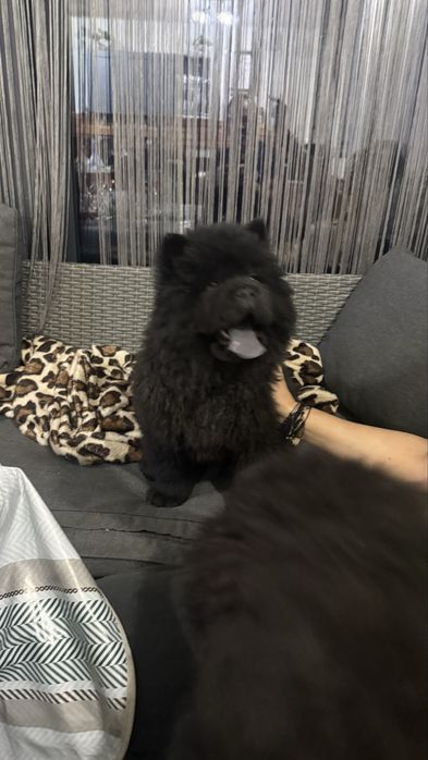 Ofer spre vanzare pui Chow Chow