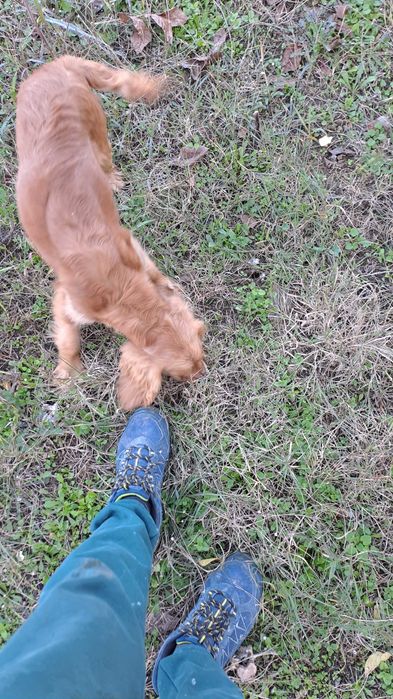 Куче търсач на трюфели