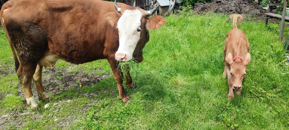 Vaca de vânzare tânără