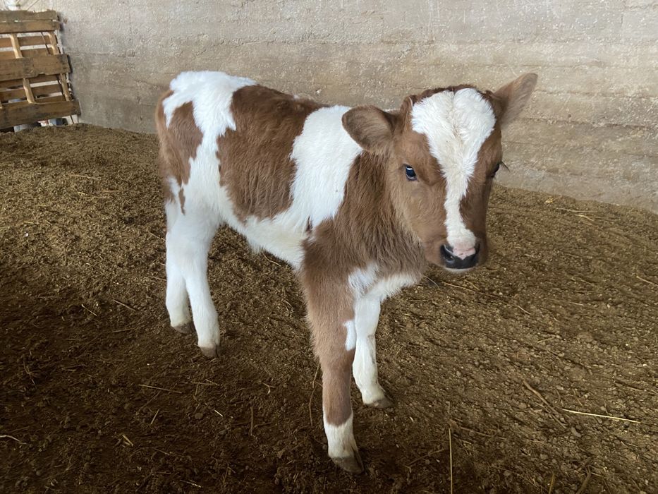Сиыр бұзаулы сиыр сатылады
