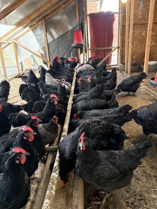 Oua de casa proaspete 1,5 lei