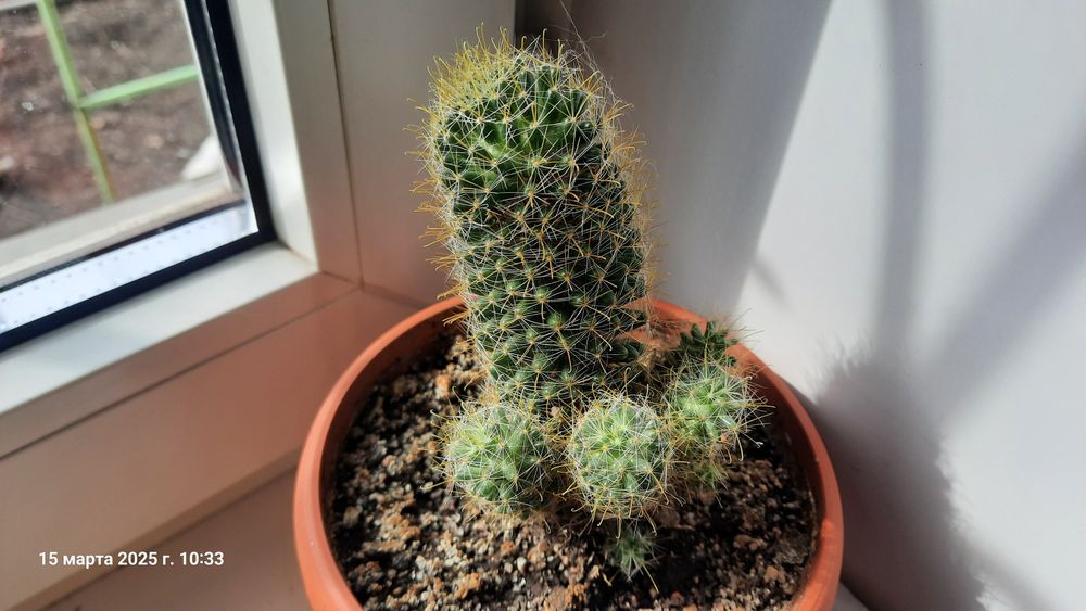 Кактусы и побеги, Турксибский район