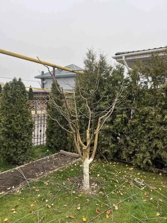 Садовник подготовка осенью зиму. Обработка, стрижка, обрезка деревьев.