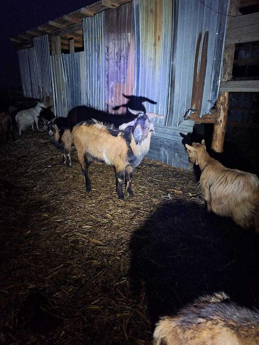 Vand capre pret negociabil