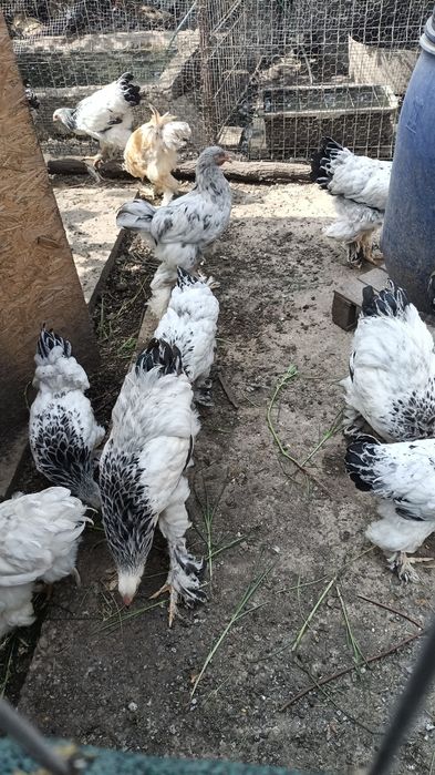 oua incubat ,pui brahma herminat,